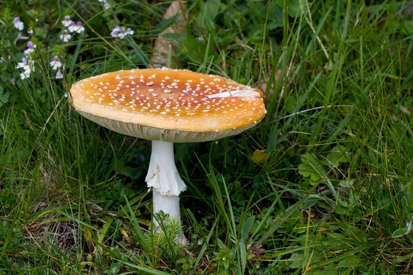 Vista Cerca Fly Agaric Bosque —  Fotos de Stock