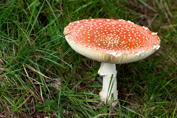 Κοντινή Άποψη Της Μύγας Agaric Στο Δάσος — Φωτογραφία Αρχείου