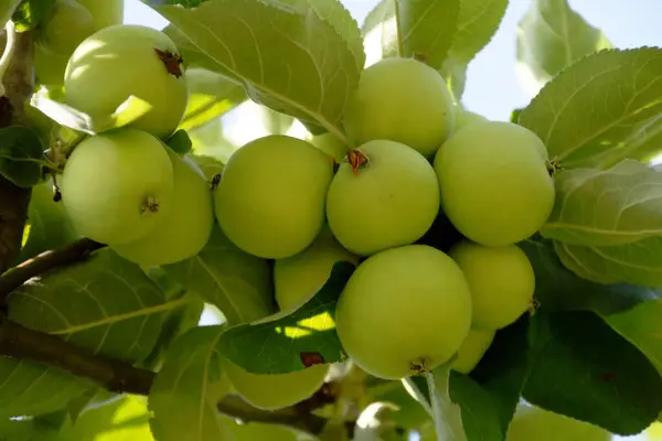 Green Apples Tree — Stock Photo, Image