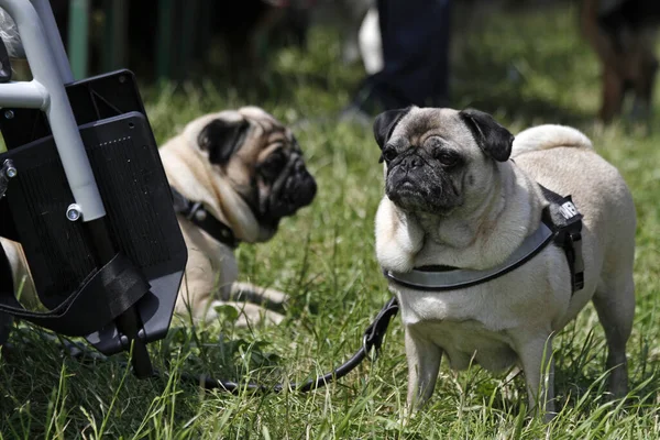 Chiot Dans Parc — Photo