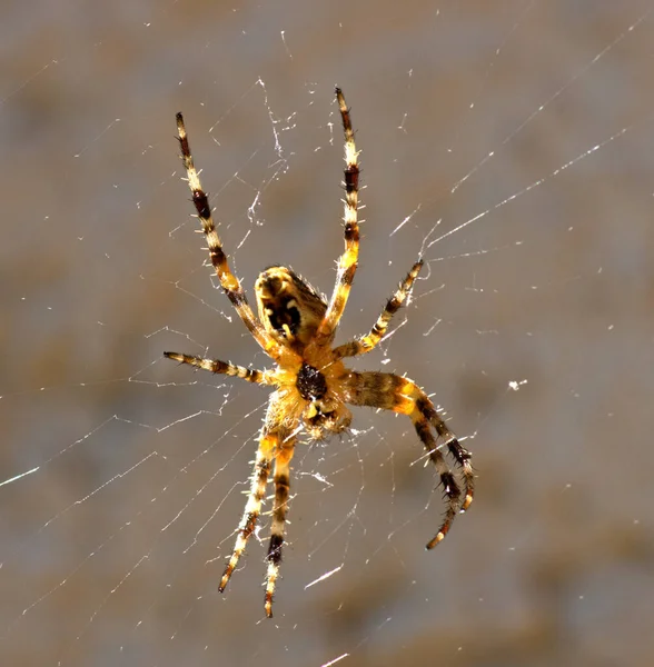 Spinnenweb Het Bos — Stockfoto