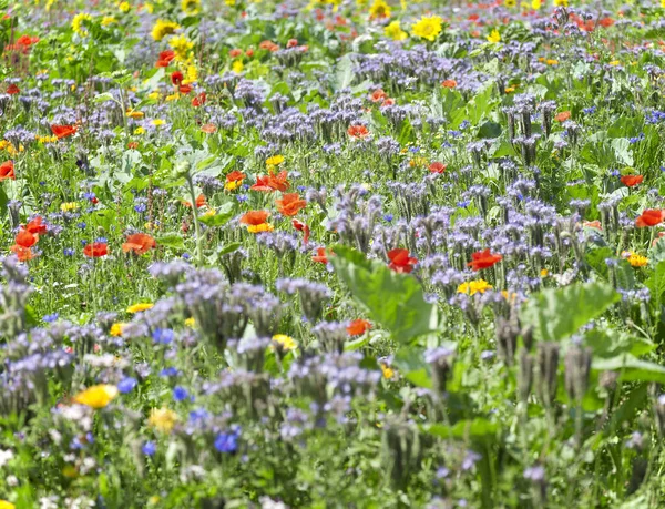 Detail Flowering Meadow Lots Various Herbs Flowers Sunny Ambiance — 图库照片