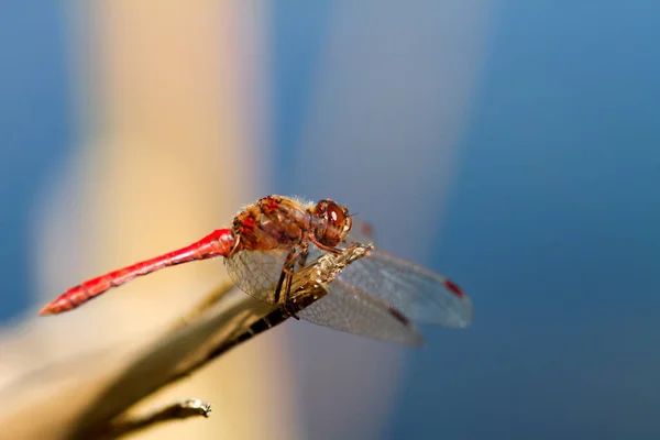 Odonata Insecte Libellule Flore Faune — Photo