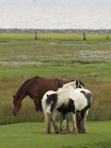 Chevaux Sur Terrain — Photo