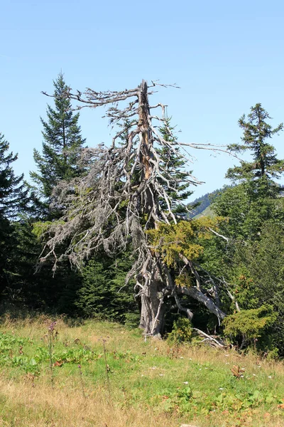 枯れ木や自然植物 — ストック写真