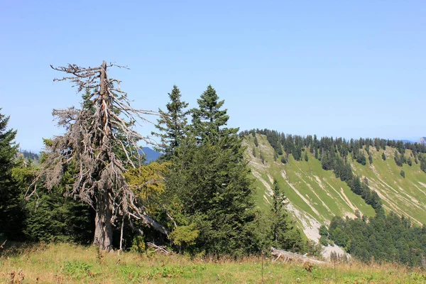 Toter Baum Salzkammergut — Stockfoto