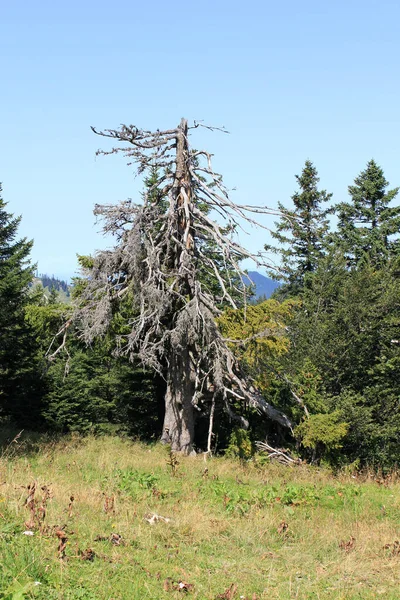 Мертвое Дерево Зальцкаммергуте — стоковое фото