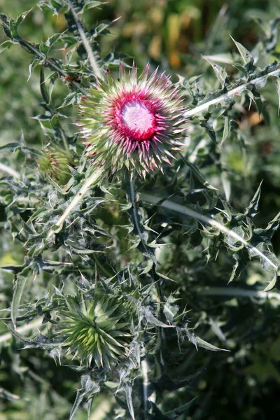 Tistel Vild Fält Blomma Flora Och Natur — Stockfoto