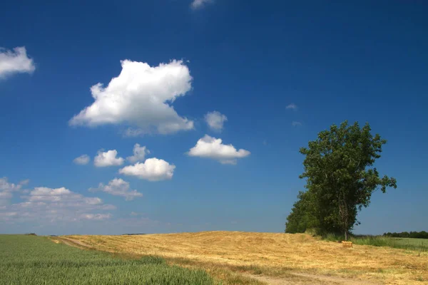 Vista Campo Cereais — Fotografia de Stock