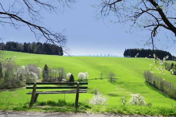 Piękny Las Natura Tle — Zdjęcie stockowe