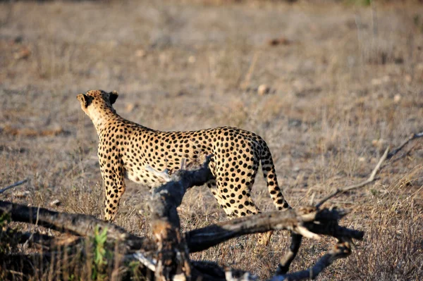 Guépard Dans Parc National Kruger Afrique Sud — Photo