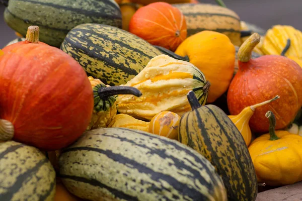 Pumpkins Gourds Autumn Garden — Stock Photo, Image