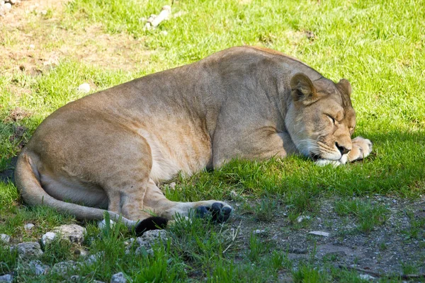 Lion Dangerous Animal Nature — Stock Photo, Image