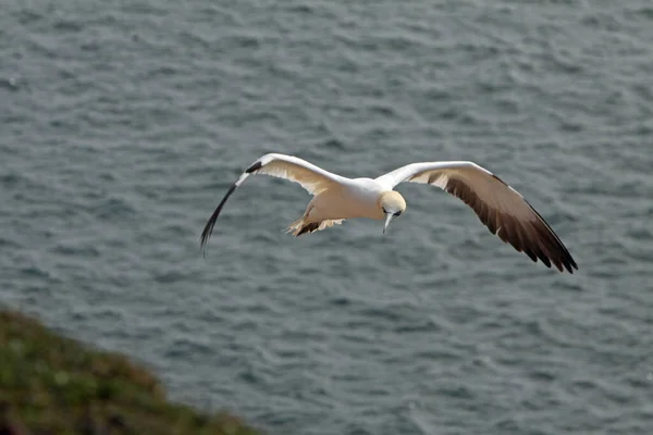 Gaviota Volando Cielo —  Fotos de Stock