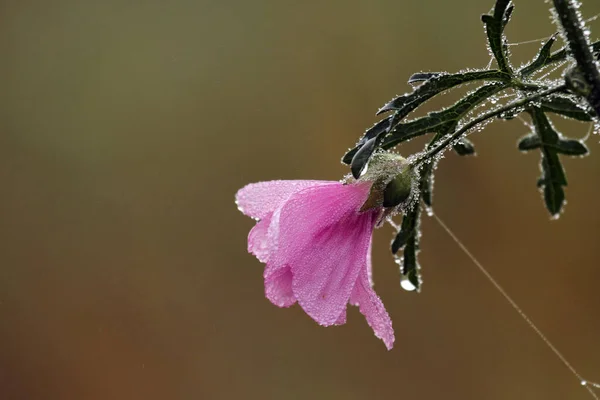 Fleur Arbre Mort Dans Nature — Photo