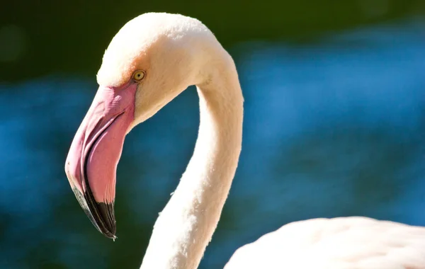 Scenic View Beautiful Flamingo Bird Nature Stock Picture