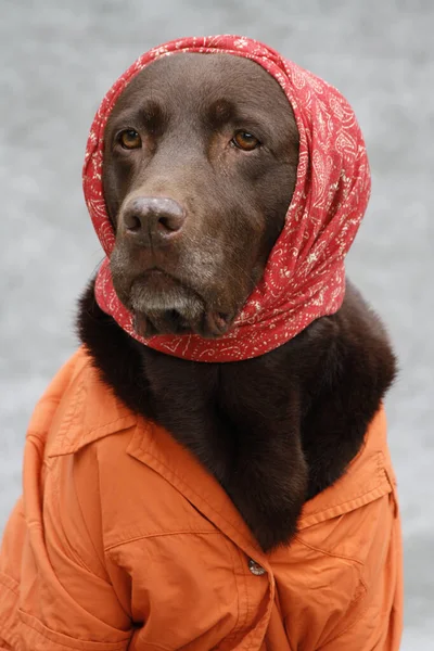 雪地里的狗 — 图库照片