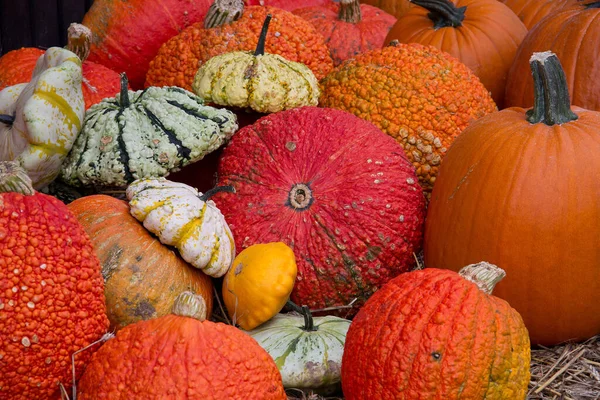 Calabazas Ecológicas Verduras Calabaza Alimentos Vegetales — Foto de Stock