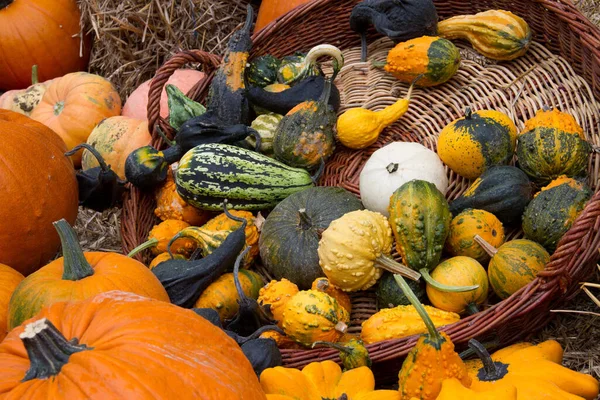 Pumpkins Basket — Stock Photo, Image