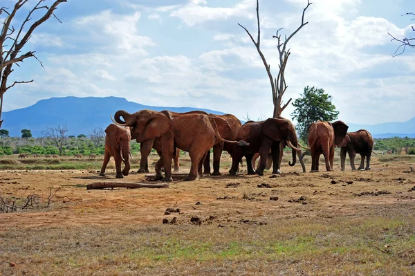 Elefantes Rebanho África Sul — Fotografia de Stock