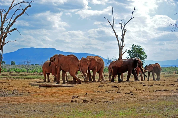 Elephants Herd South Africa — Stock Photo, Image