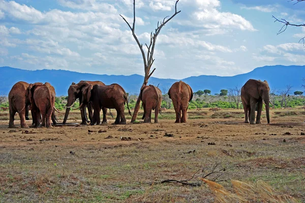 Elefantes Rebanho África Sul — Fotografia de Stock