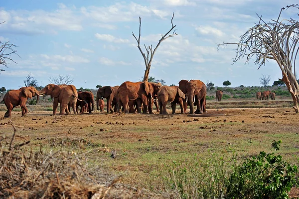 Слони Пасуться Південна Африка — стокове фото