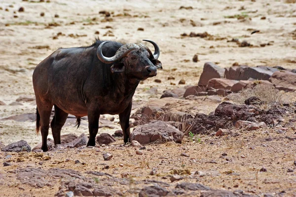 Buffalo Herbivore Animals Wildlife — Stock Photo, Image