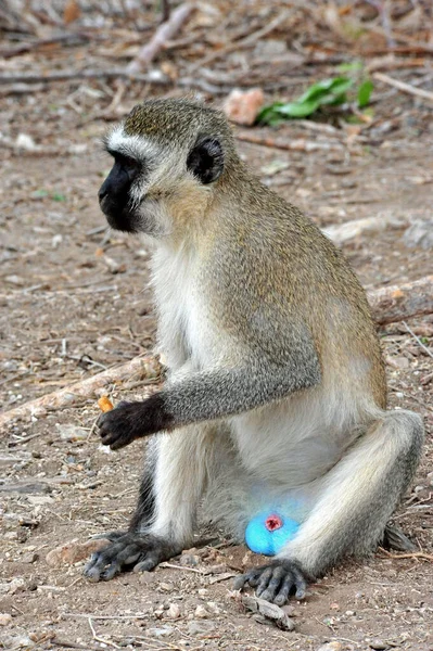 Monkey Common Name May Refer Groups Species Mammals — Stock Photo, Image