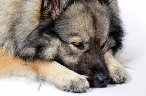 Розслабляюча Спляча Собака Тварина — стокове фото