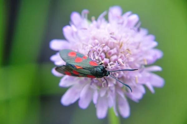 Krainer Widderchen Zygaena Carniolica Конюшині Квітки Чорному Лісі — стокове фото