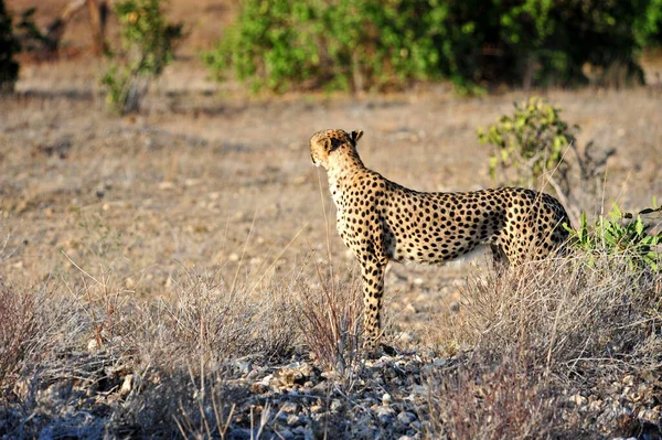 Bela Chita Grande Gato Savannah Selvagem Animal — Fotografia de Stock