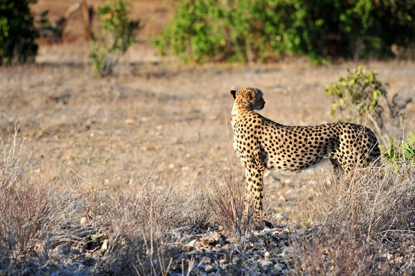 Wunderschöne Geparden Großkatze Savannah Wildtier — Stockfoto