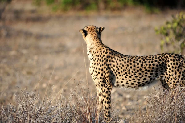 Hermoso Guepardo Grande Gato Sabana Salvaje Animal —  Fotos de Stock