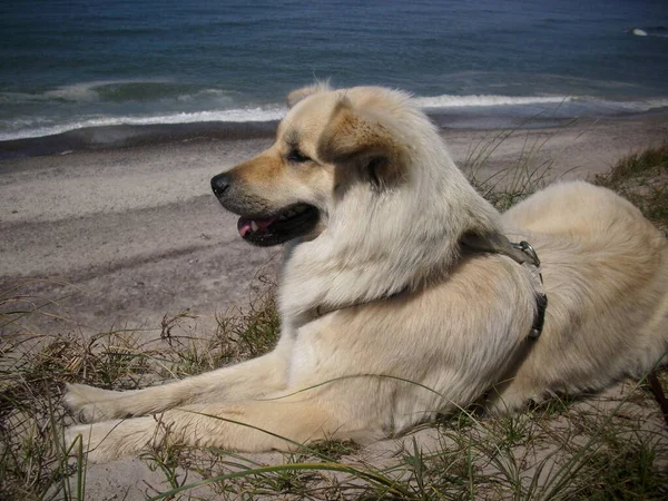 海岸の犬は — ストック写真