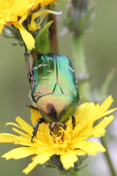 Scarabeo Rosa Sul Fiore — Foto Stock