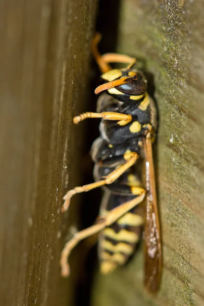 Närbild Geting Insekter Makro Skott — Stockfoto