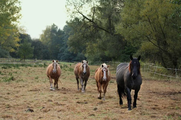 Ponys Auf Der Weide — Stockfoto