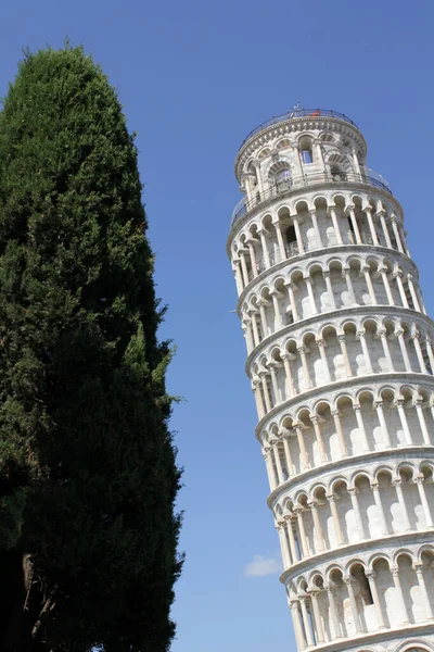 Yeşil Ağacın Yanında Eğilmiş Pisa Kulesi — Stok fotoğraf