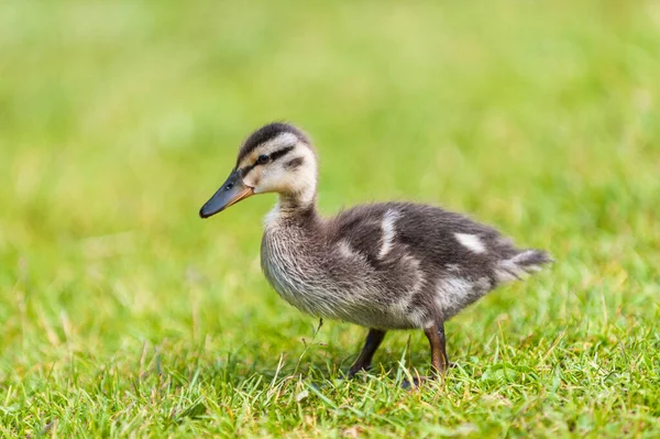 Gros Plan Canard Sauvage — Photo