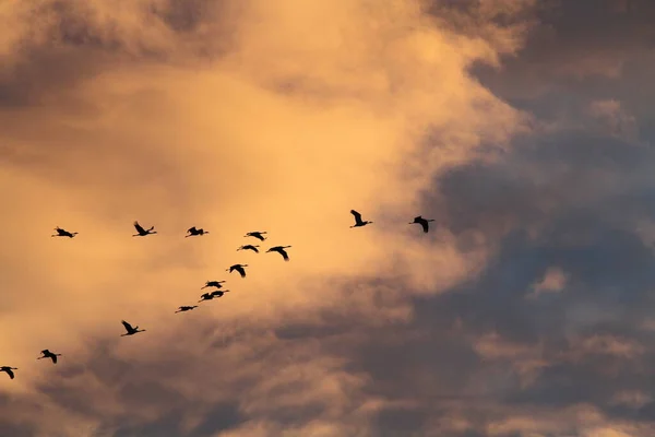 Grues Sur Côte Mer Baltique — Photo