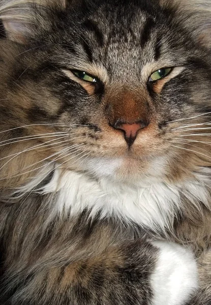 Portret Van Een Dozy Norwegian Forest Cat — Stockfoto