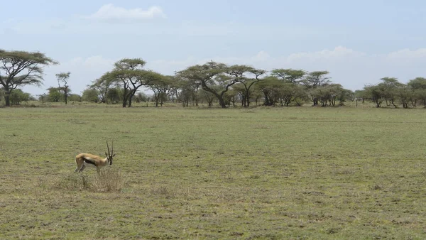 Thompson Gazelle Tanzania Africa — Foto Stock