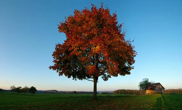 Feuillage Naturel Des Arbres Flore Des Feuilles — Photo