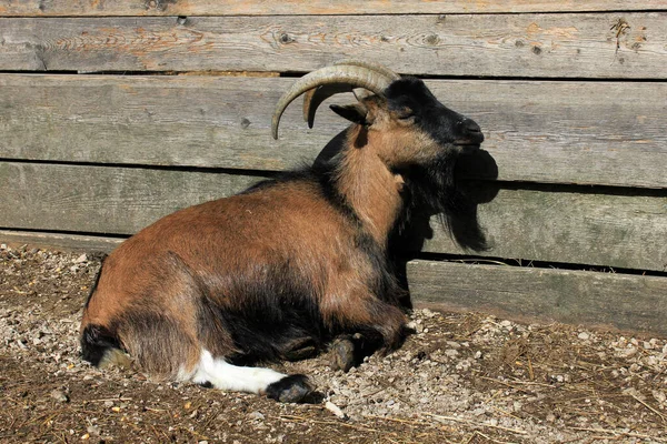 Geit Boerderij — Stockfoto