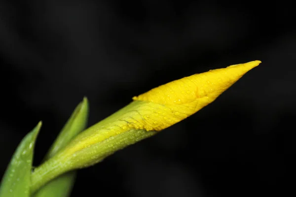 Vista Panorámica Hermosa Flor Del Iris — Foto de Stock