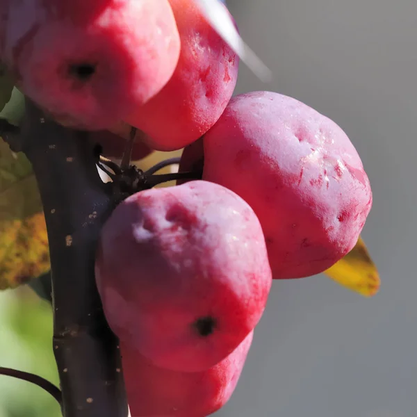 Trädfrukt Söta Välsmakande Äpplen — Stockfoto