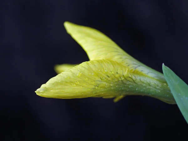 Gelbe Lilie Blume Auf Schwarzem Hintergrund — Stockfoto
