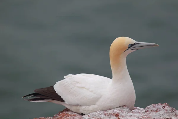 Weißer Schwan Auf Dem See — Stockfoto