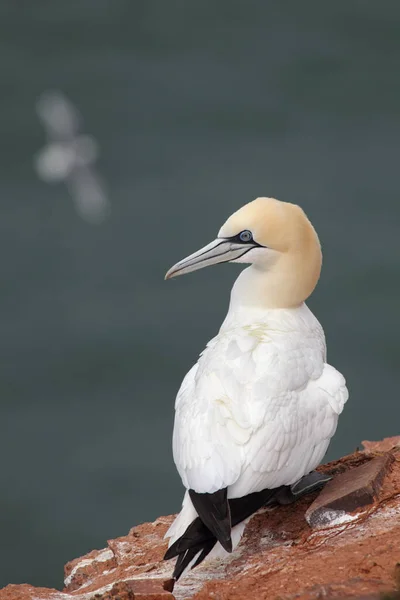 Stor Häxa Ardea Alba Flygning — Stockfoto